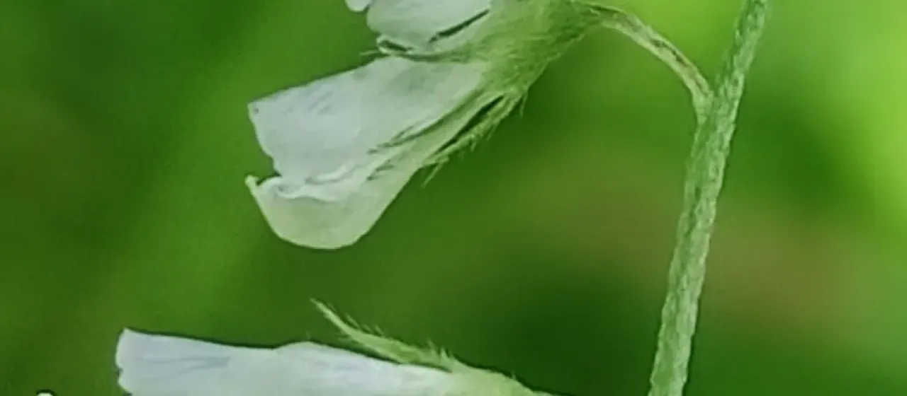 Hairy vetch