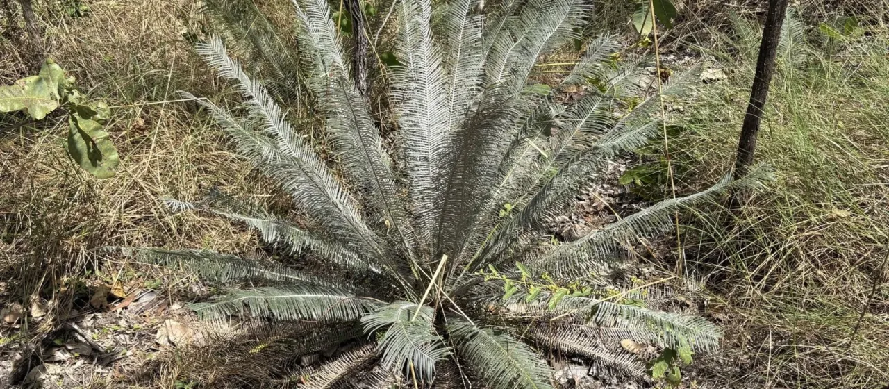 Cycas L.