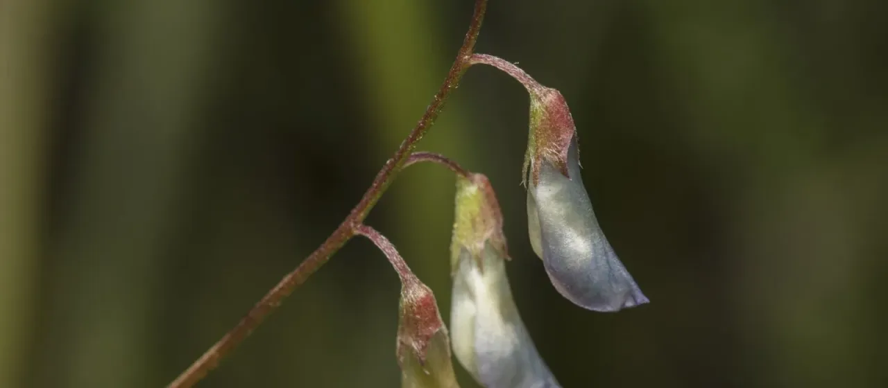 Vicia parviflora