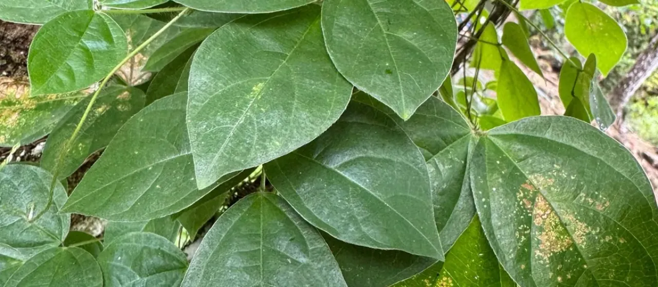 Vigna hosei