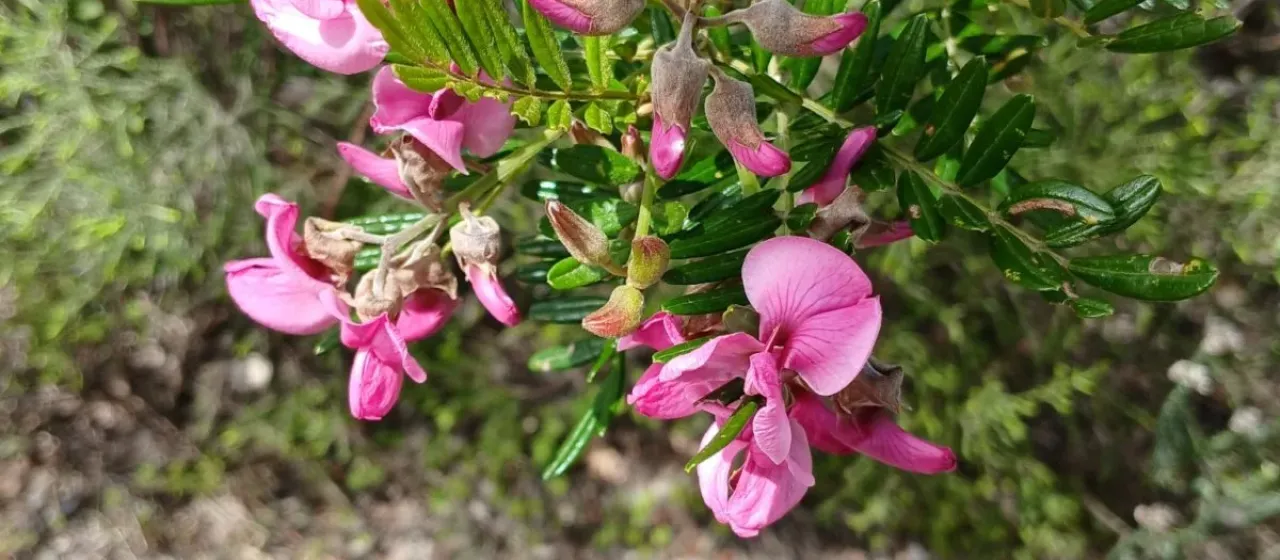 Virgilia oroboides
