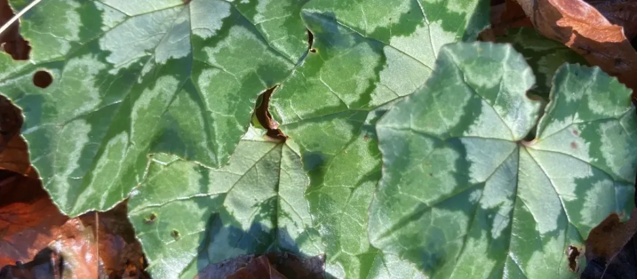 Ivy-leaved cyclamen