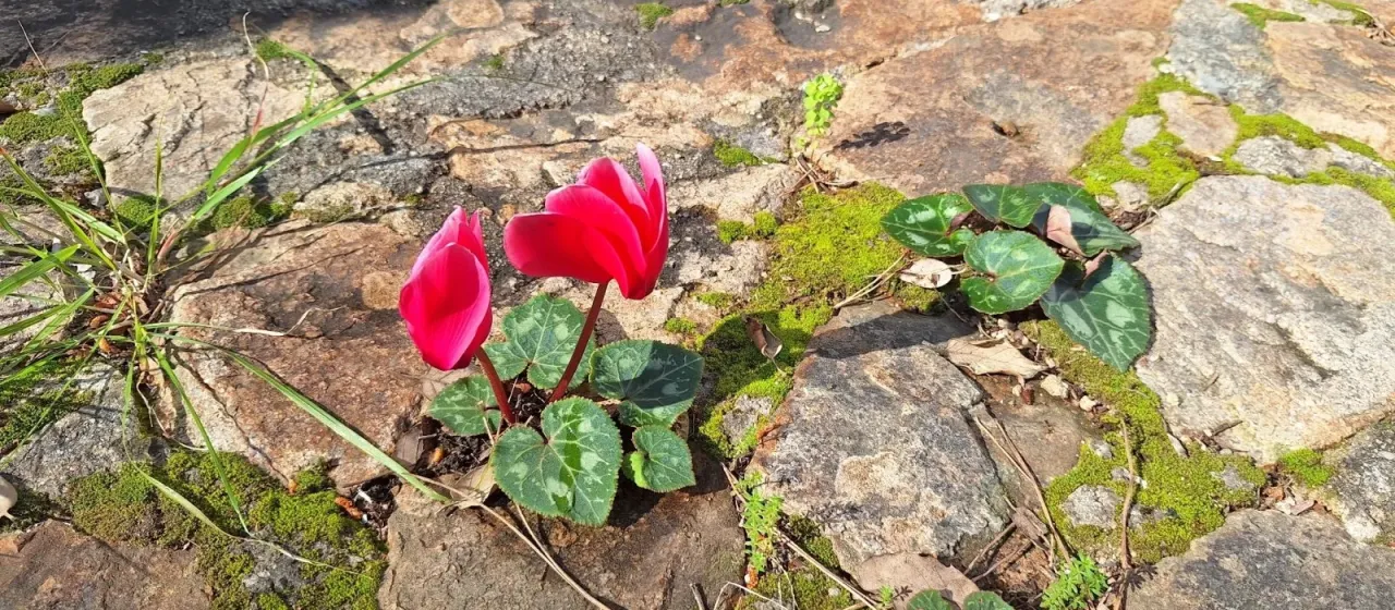 Persian cyclamen