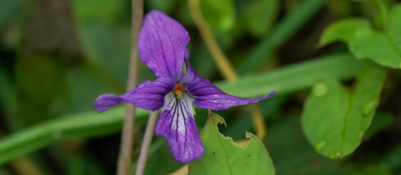 Japanese violet