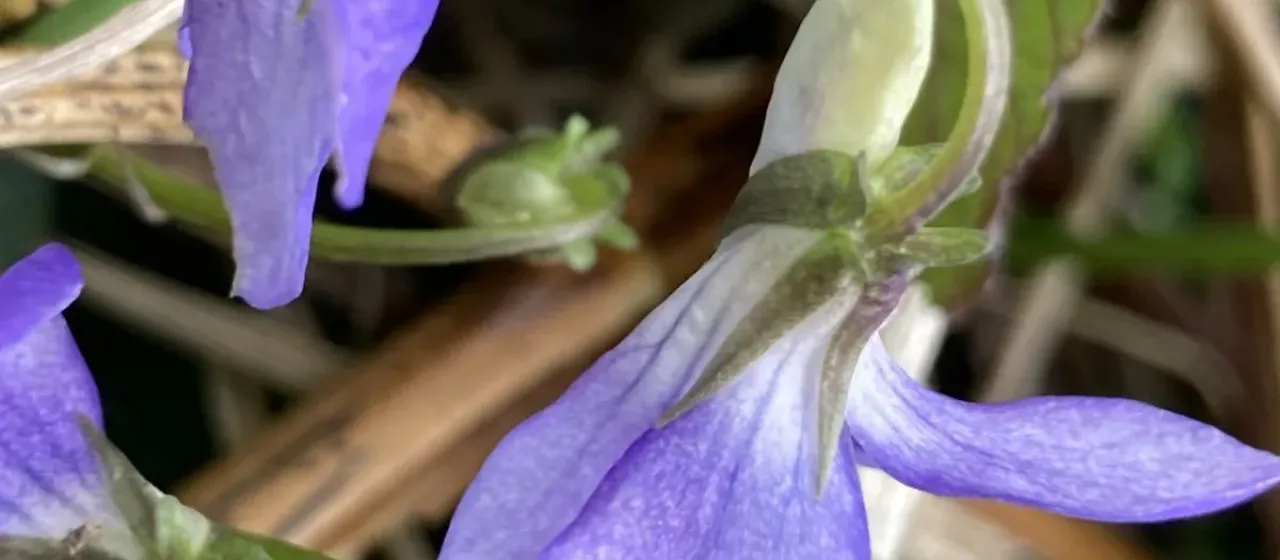 Rivin's violet