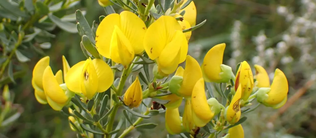 Honeybush Tea