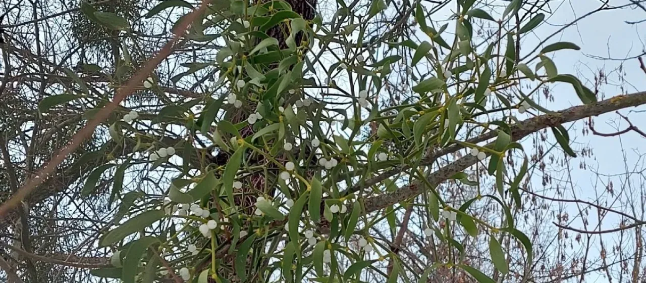 European mistletoe