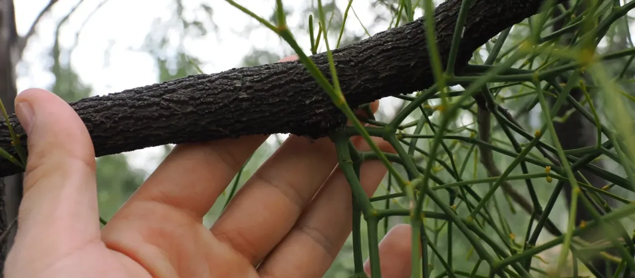 Jointed mistletoe