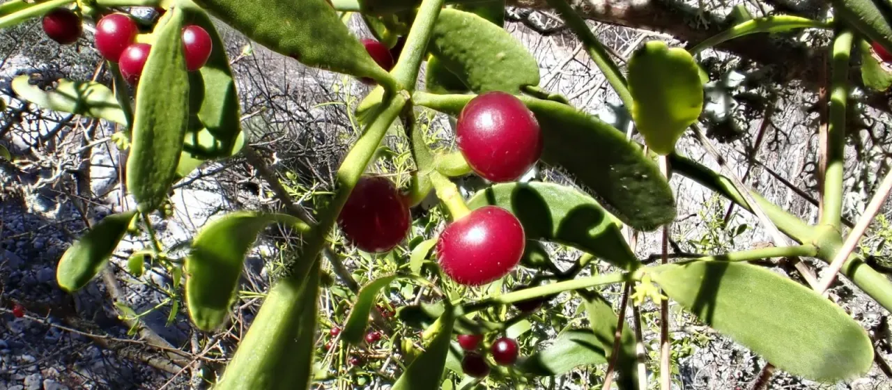 Red-berried mistletoe