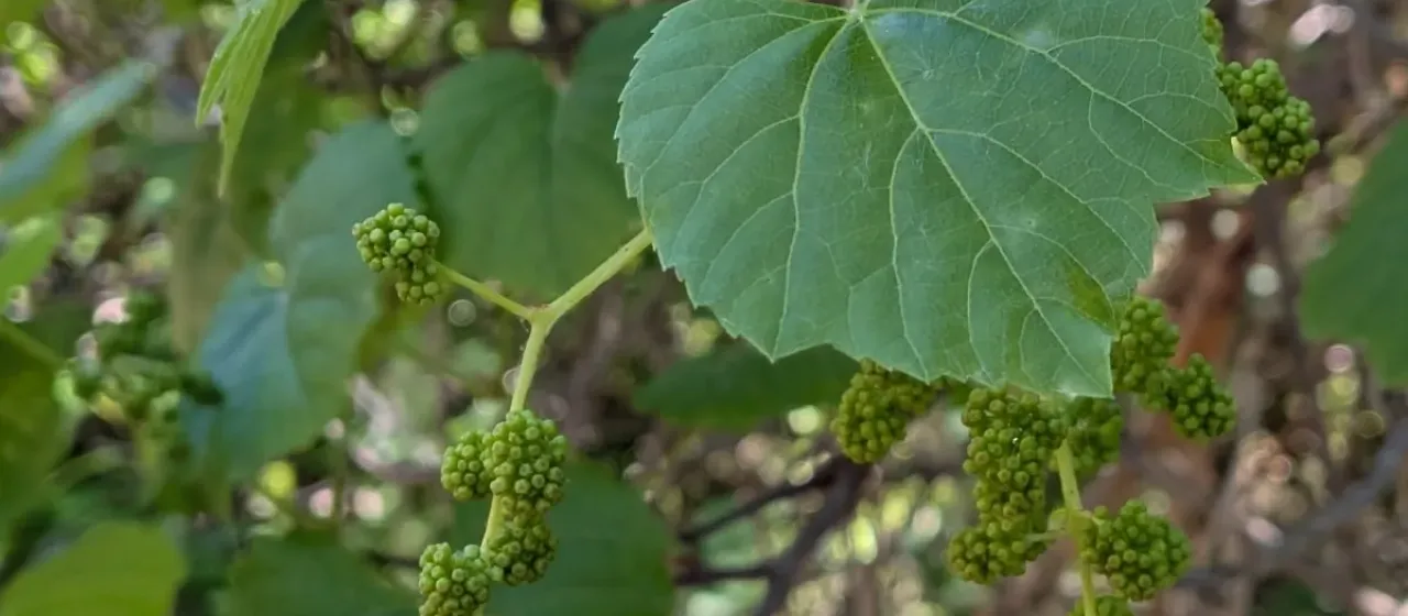 California wild grape