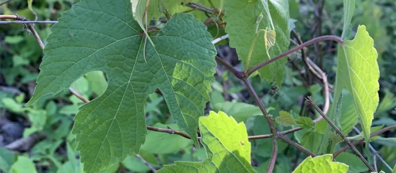 Post oak grape