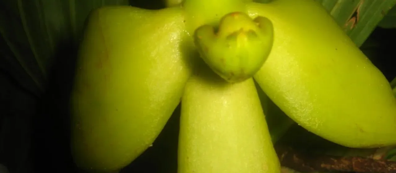 Cycnoches Lindl.