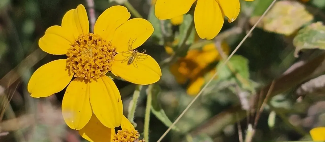 Viguiera dentata