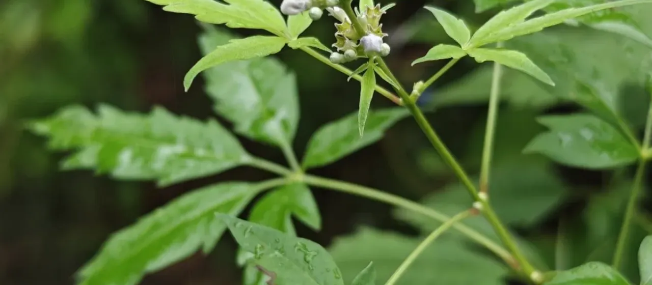 Vitex cannabifolia