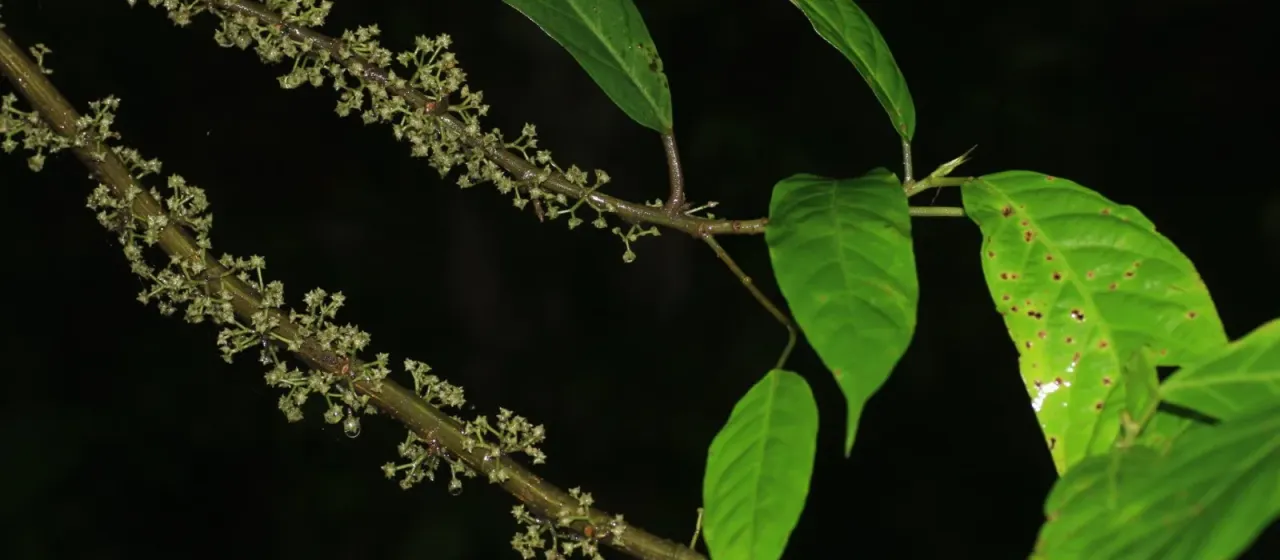 Oreocnide integrifolia