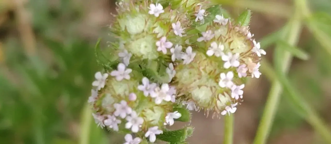 Valerianella discoidea