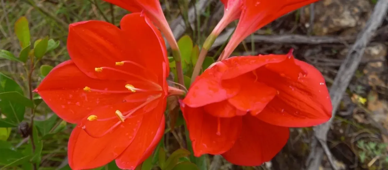 Scarborough lily