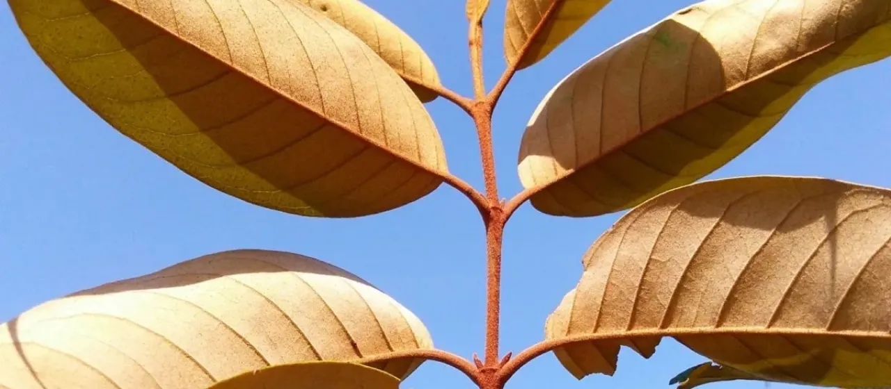 Vismia guianensis