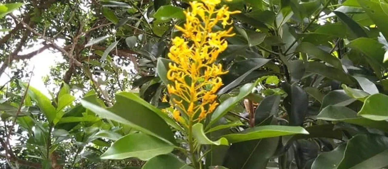 Vochysia guatemalensis