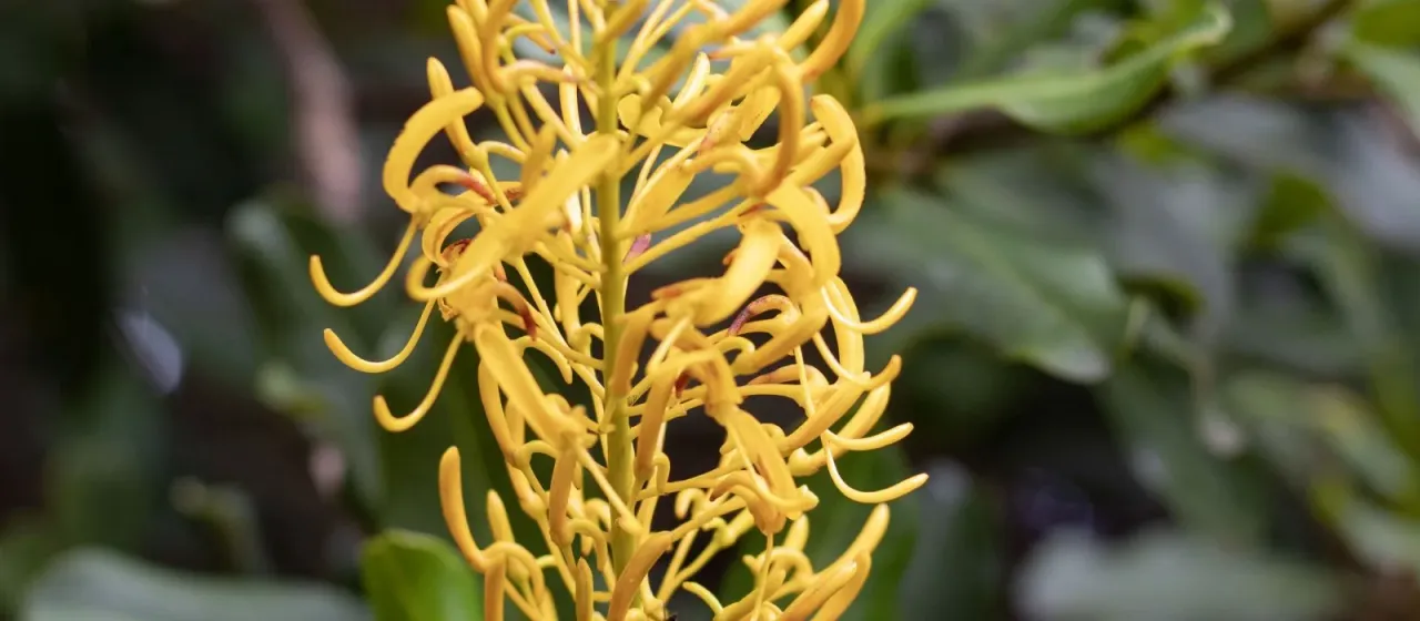 Vochysia tucanorum