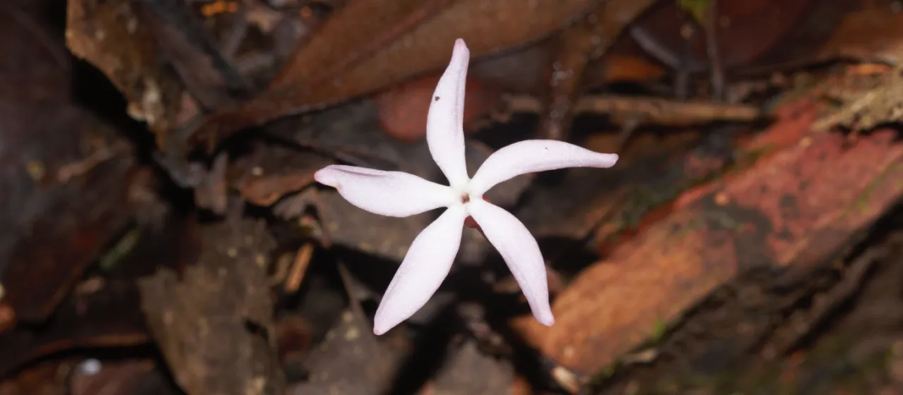 Voyria rosea