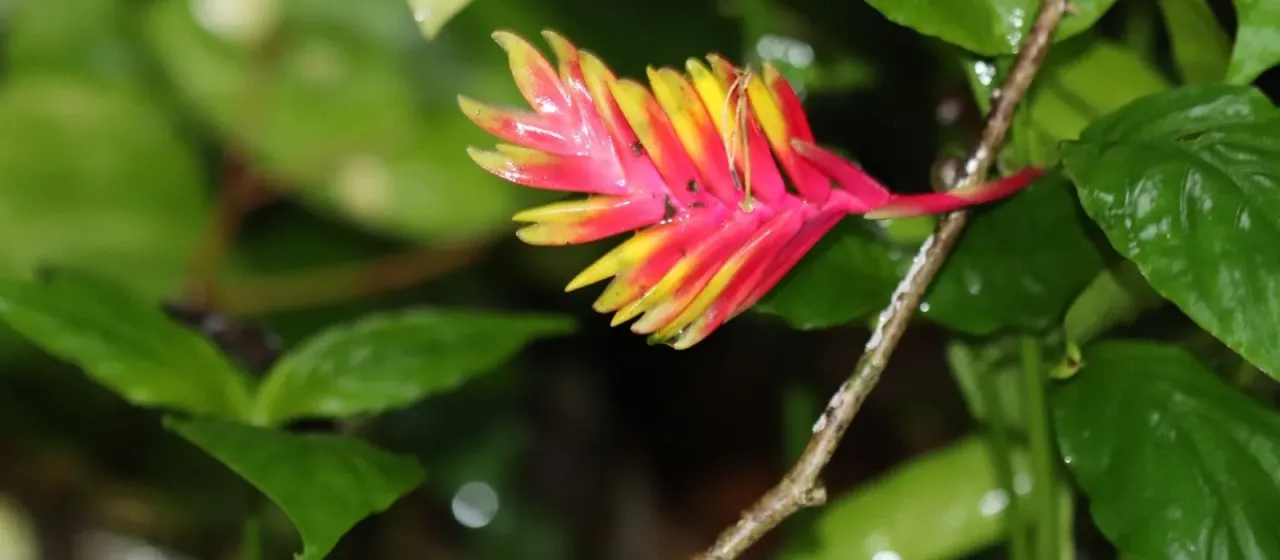 Vriesea carinata