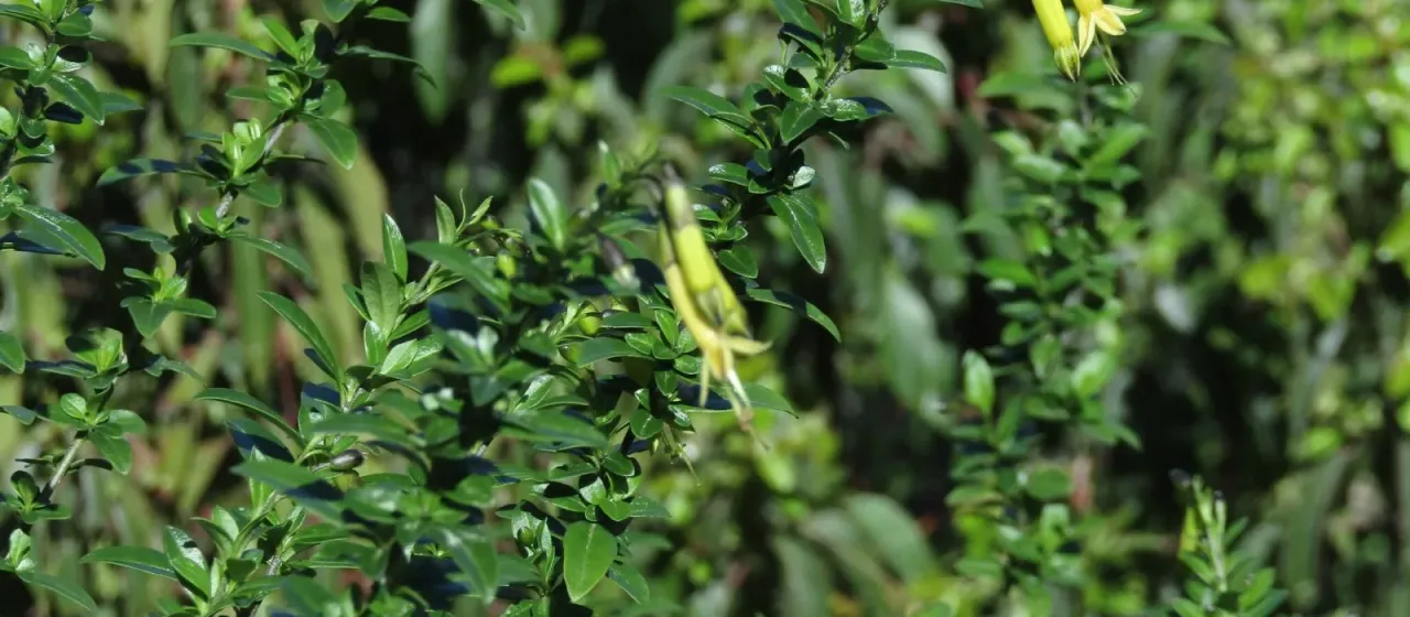 Vestia lycioides