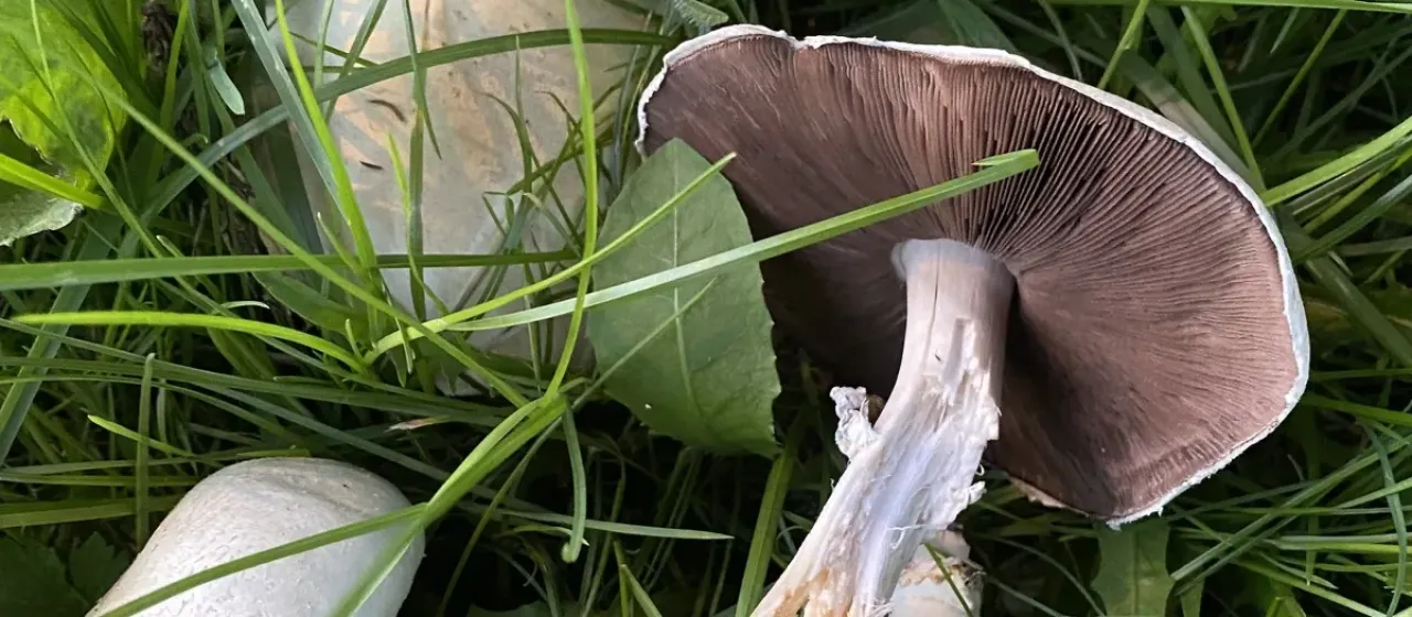 Horse mushroom