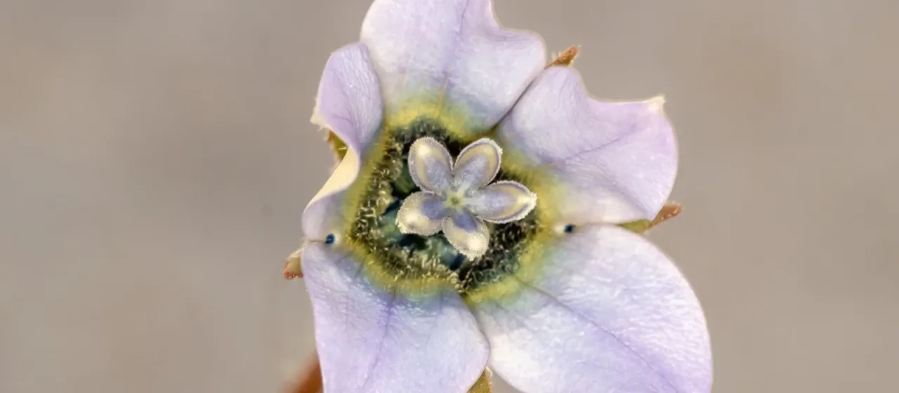 Wahlenbergia capensis