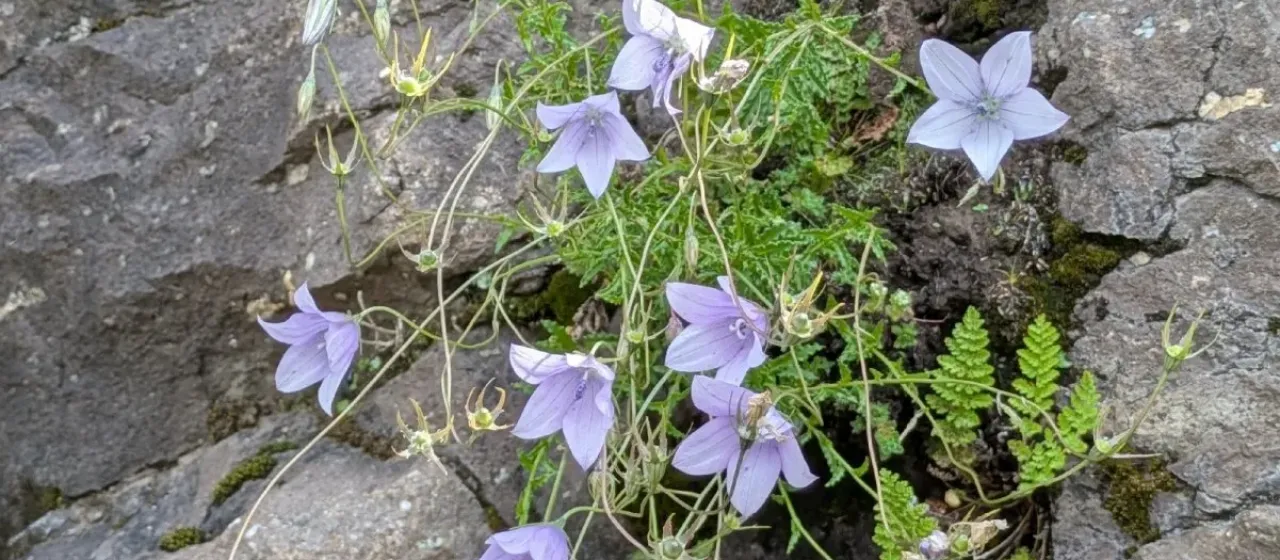 Wahlenbergia caledonica