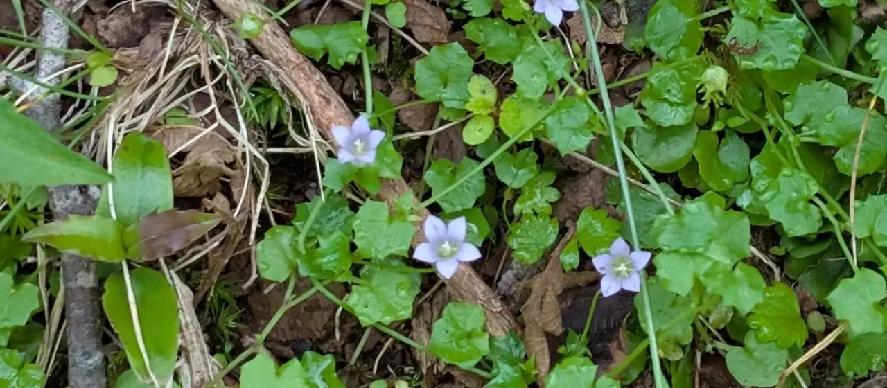 Ivy-leaved bellflower