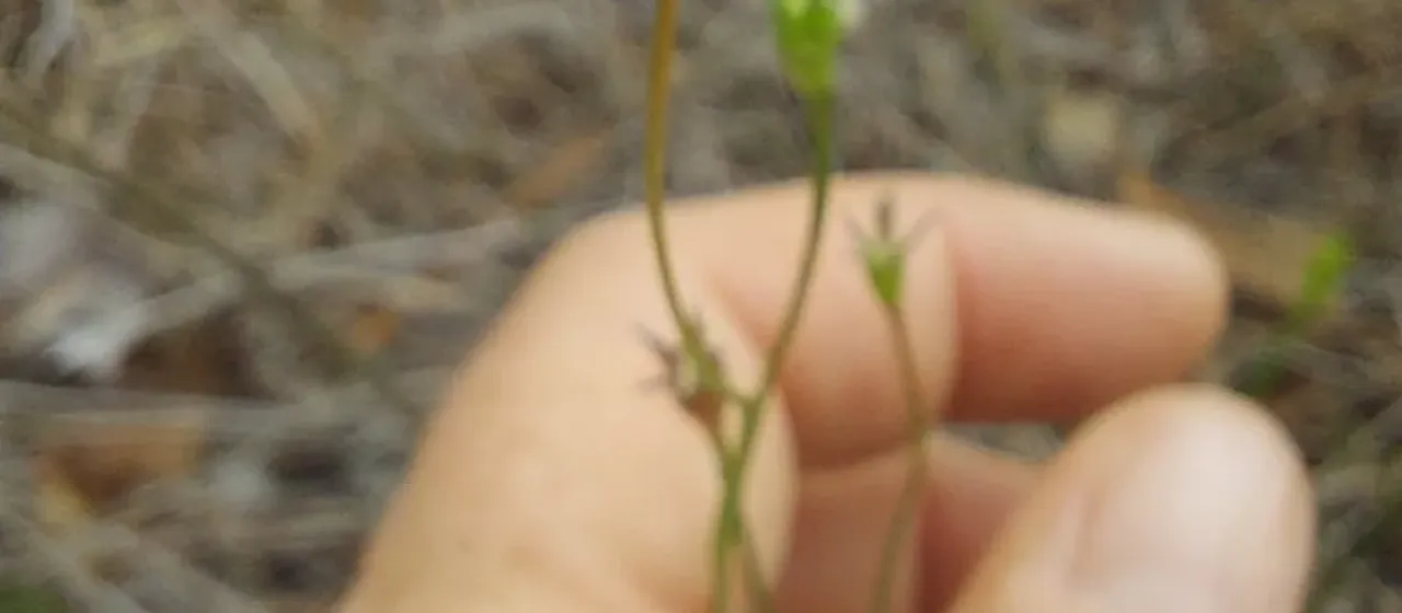 Wahlenbergia marginata