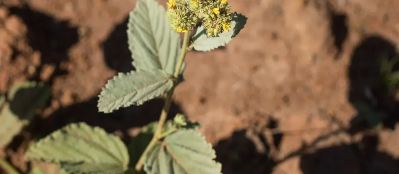 Waltheria communis