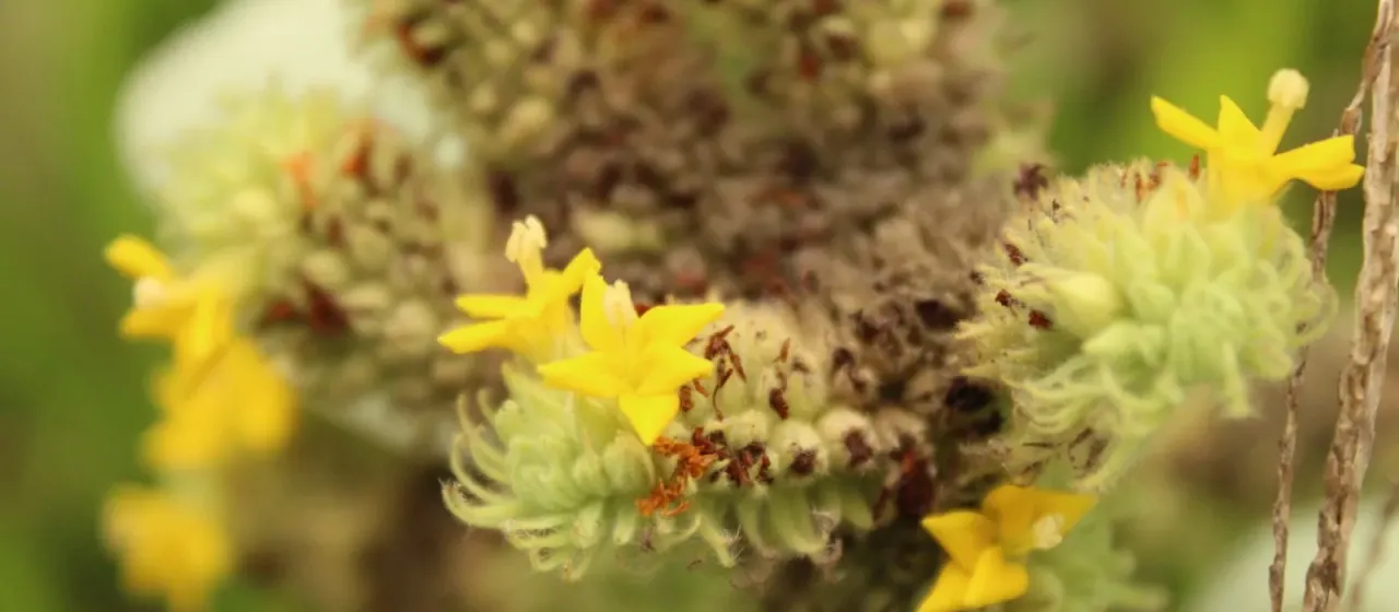 Waltheria douradinha