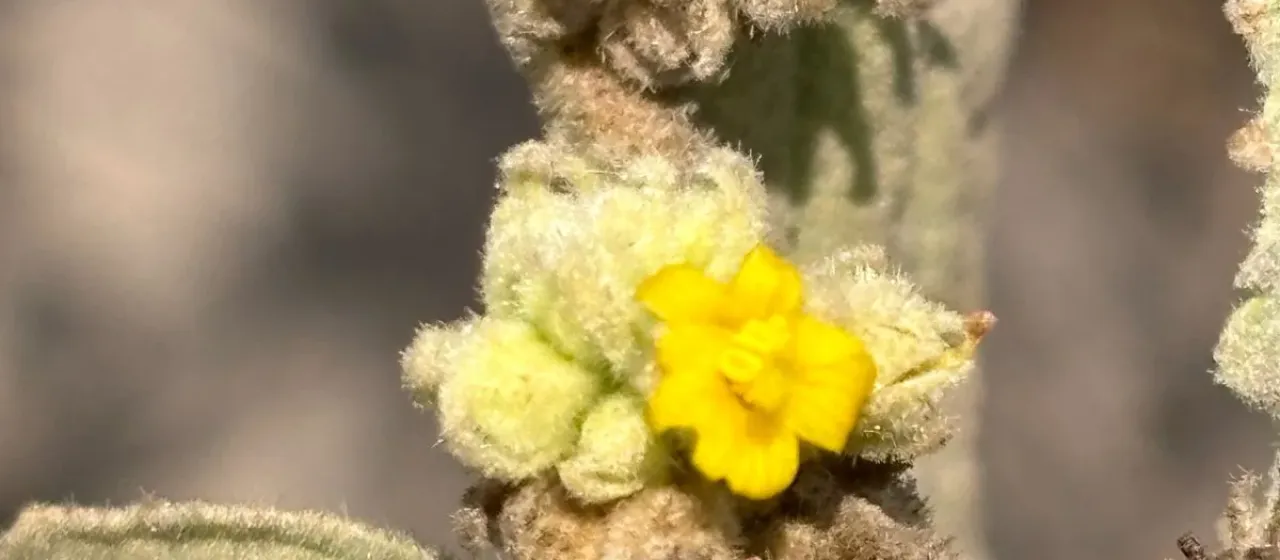 Waltheria ovata