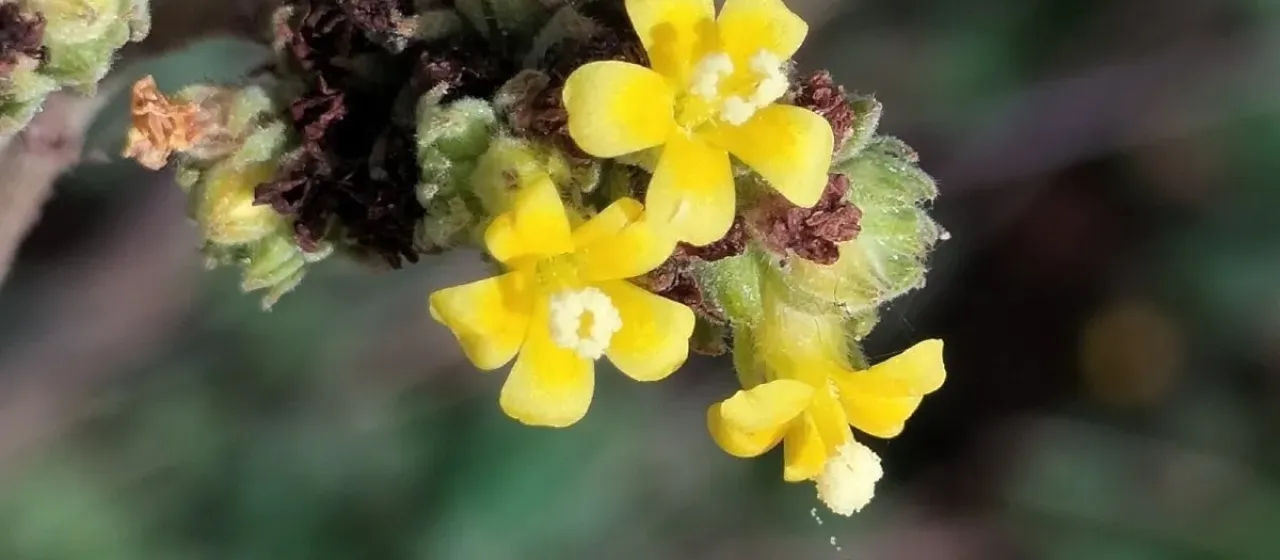Waltheria americana