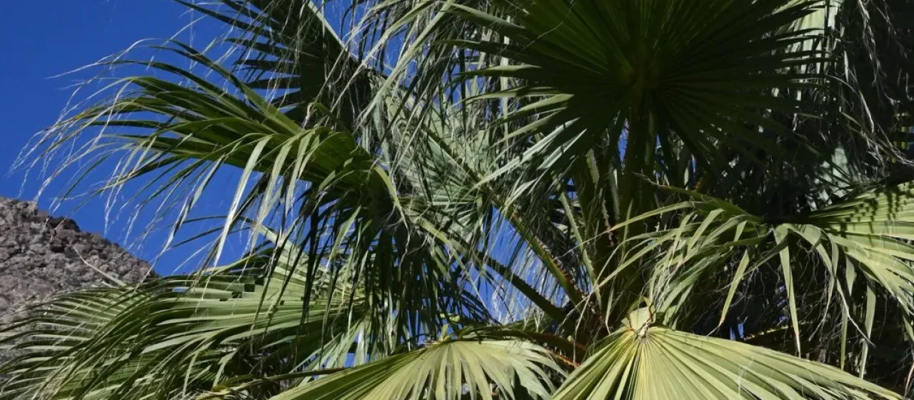 Washingtonia filifera