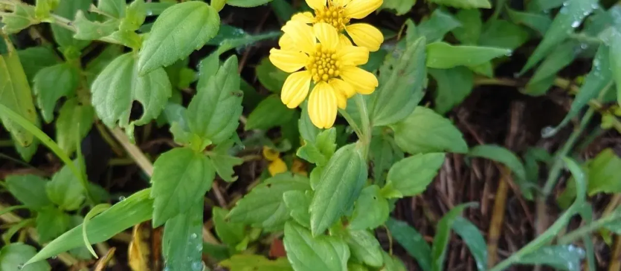 Wollastonia dentata