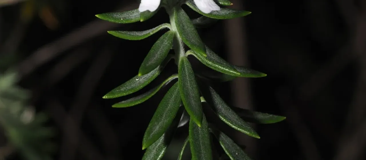 Coastal rosemary