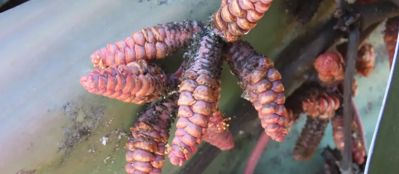 Welwitschia