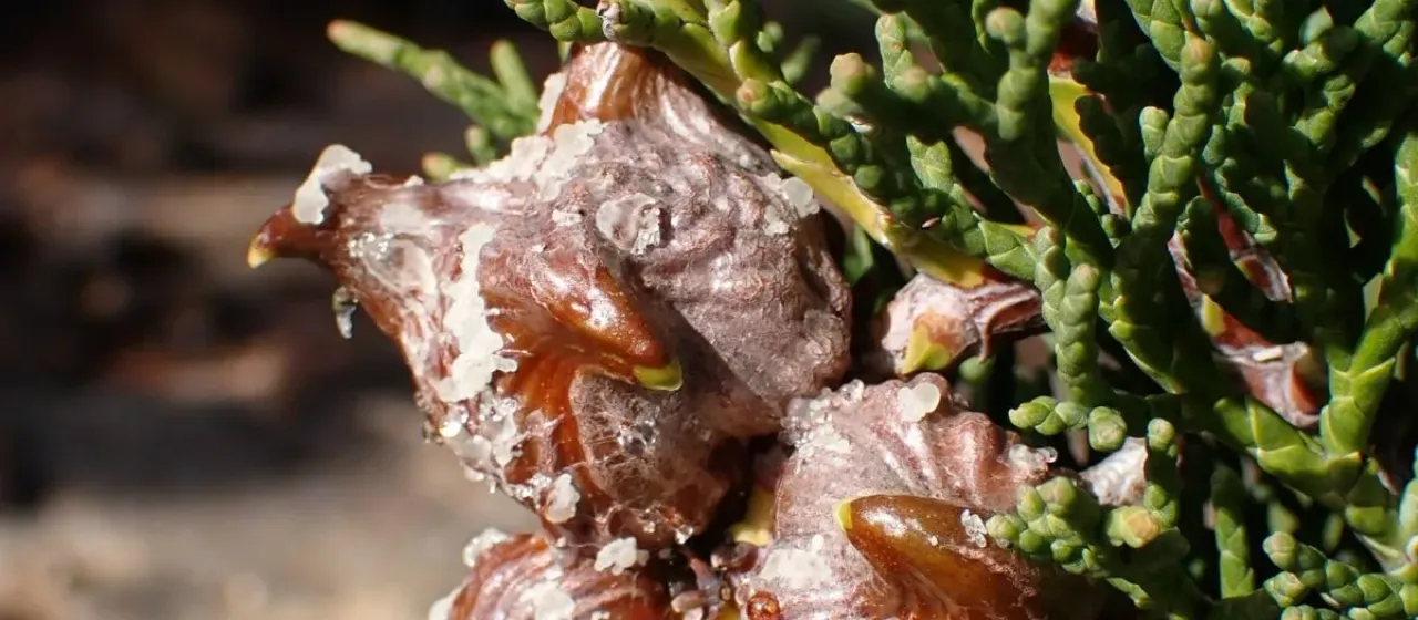 Widdringtonia cedarbergensis