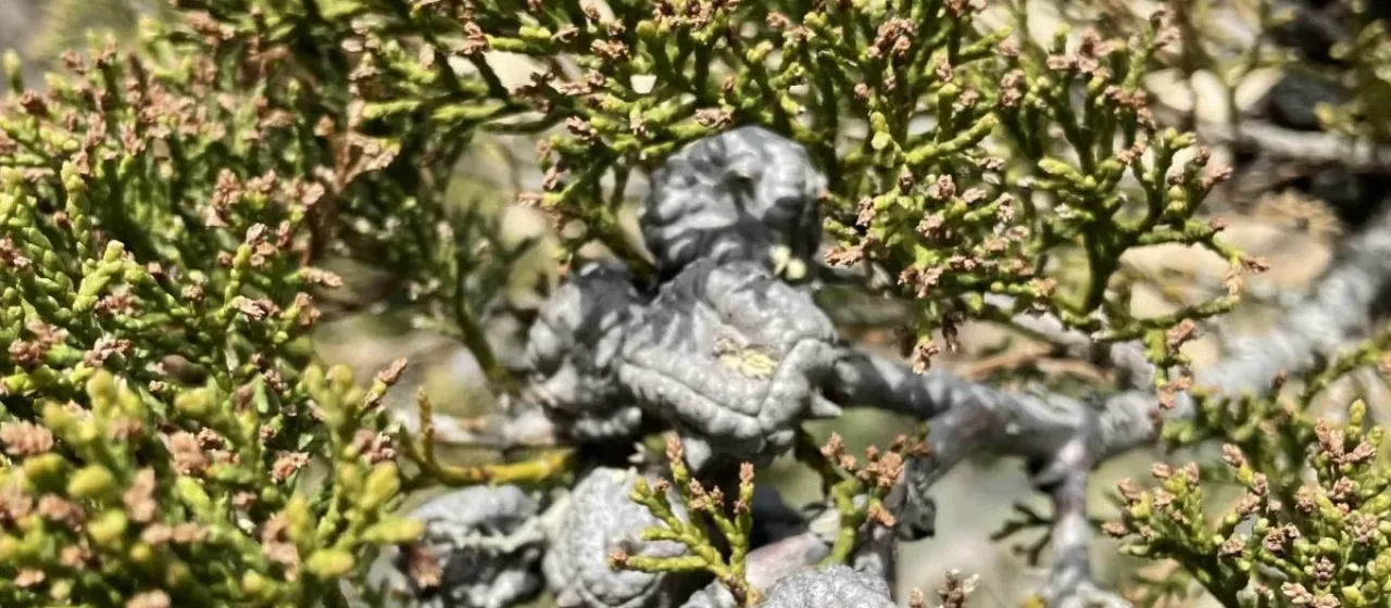 Widdringtonia schwarzii