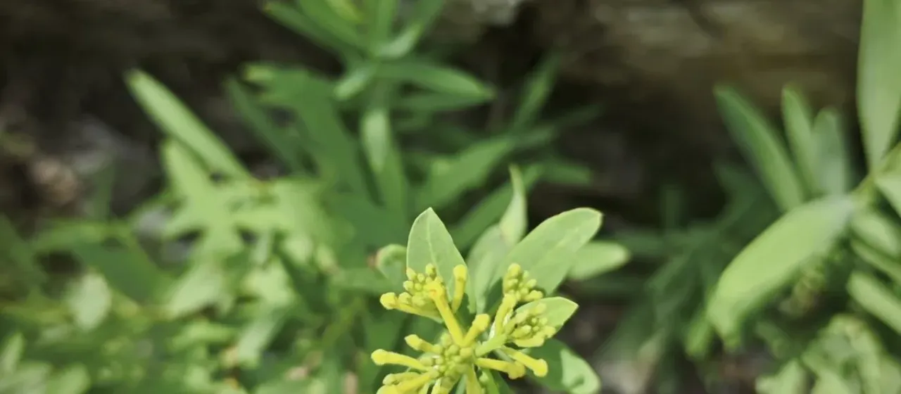 Wikstroemia chamaedaphne