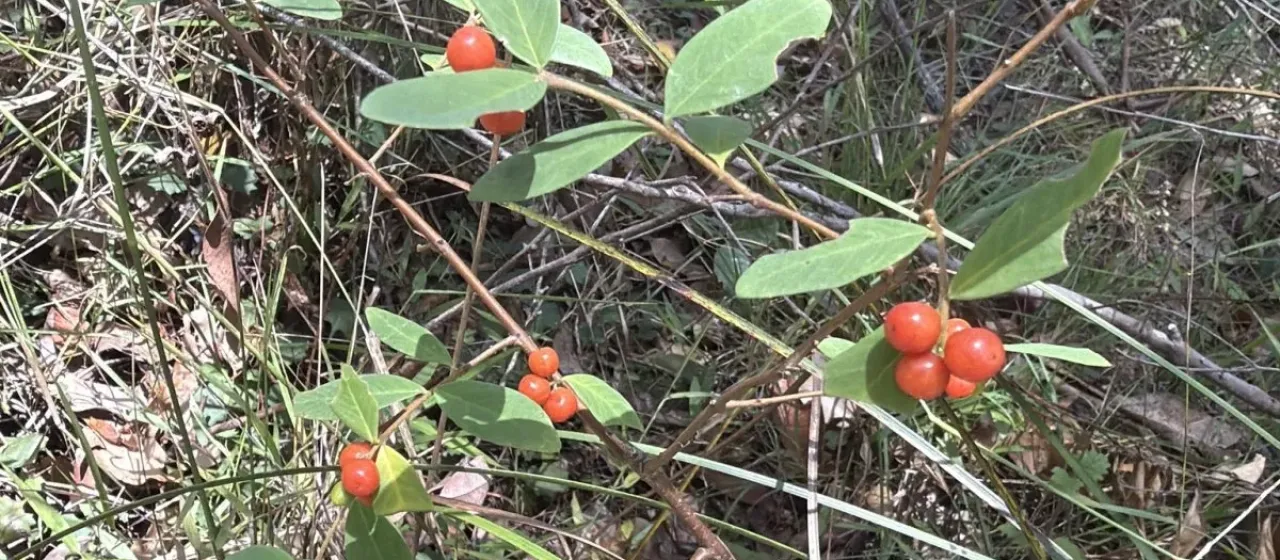 Indian string bush