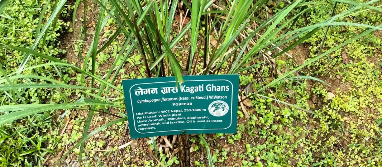Cochin lemongrass