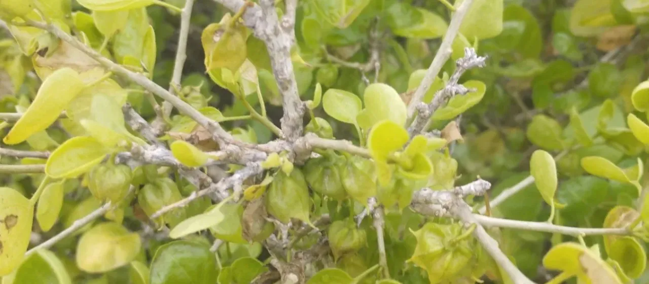 Shrubby Withania