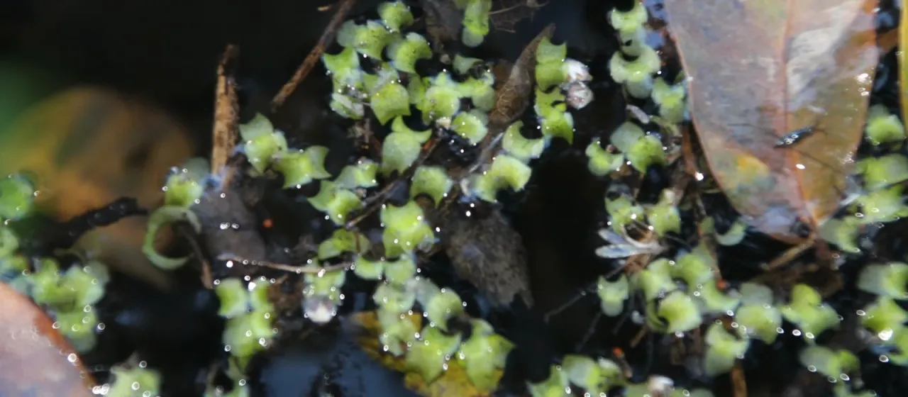 Wolffiopsis welwitschii