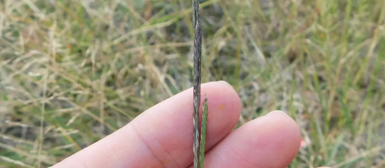 Willkommia texana