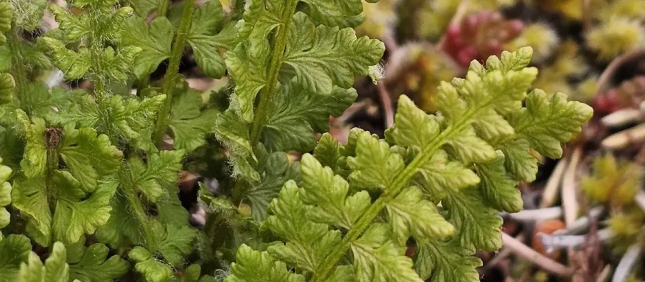 Alpine woodsia