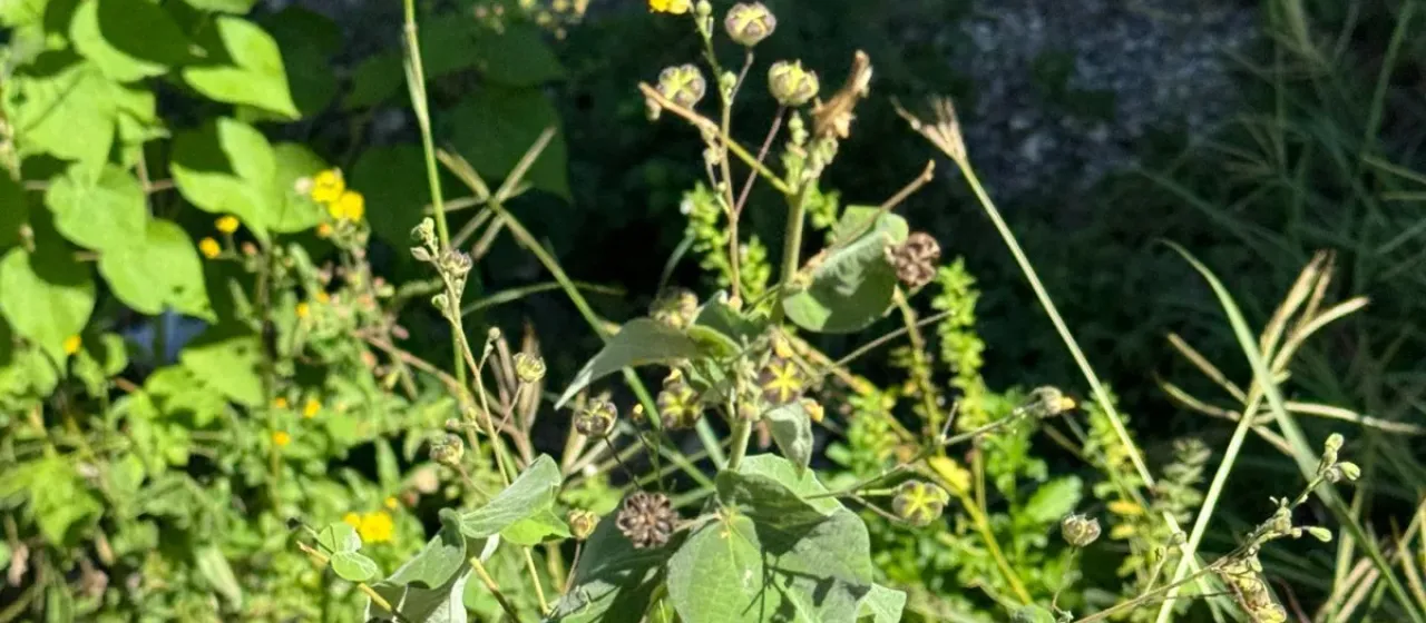 Wissadula amplissima